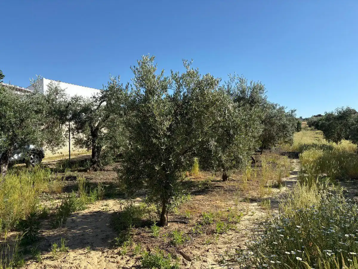 Terreni e lotti in vendita a Bollullos Par del Condado, imagen 2