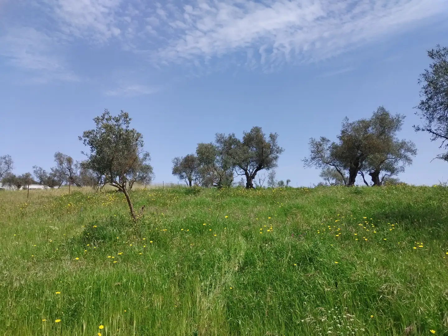 Terreno en venta en Oliva de la Frontera
