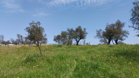 Photo 3 of Land for sale in Oliva de la Frontera, Badajoz