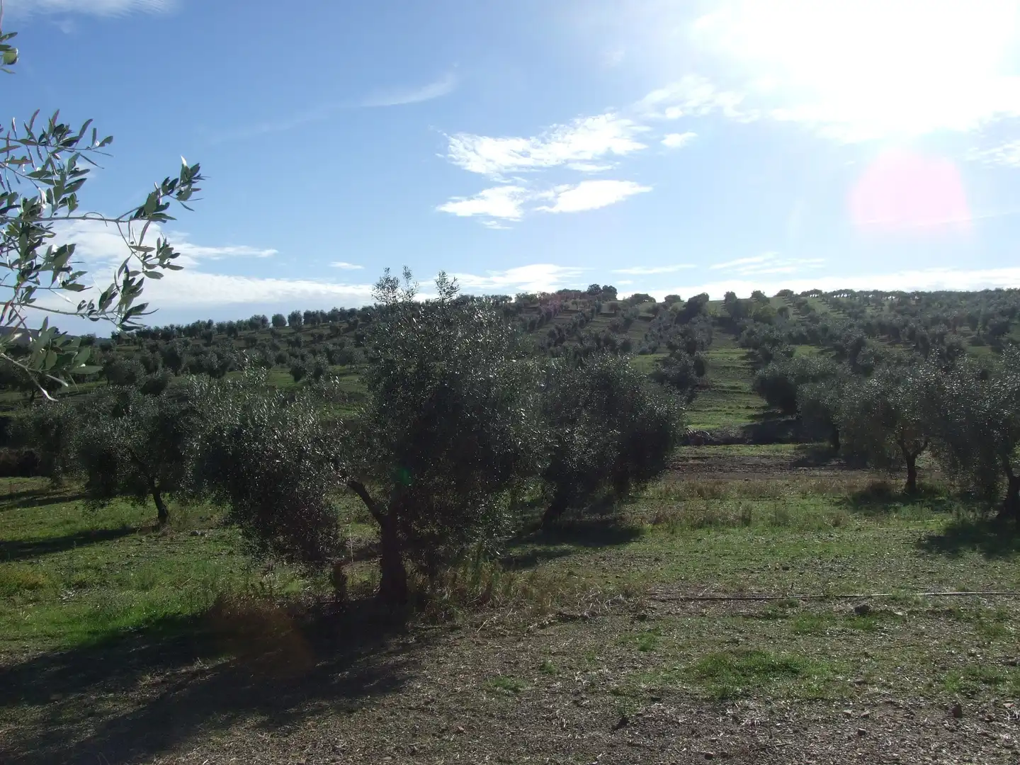 Terreno en venta en Calzadilla de los Barros