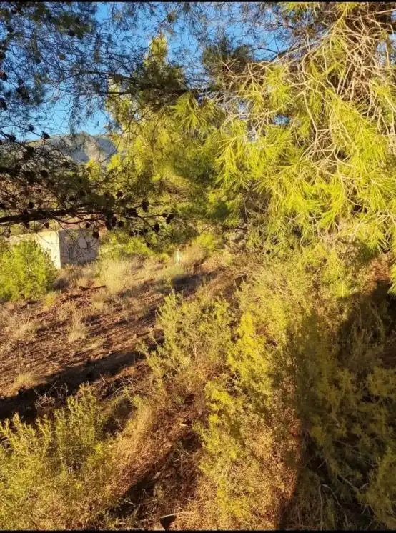 Casa o chalet en venta en Aledo