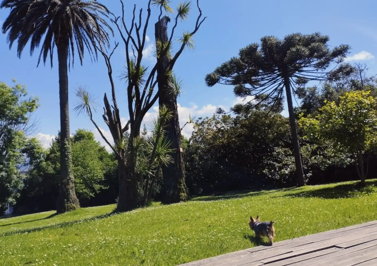 Jardín de Piso en venta en General Dávila