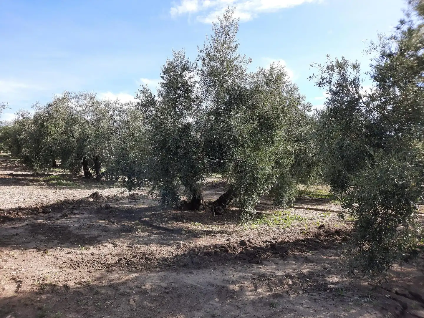 Rustikales Grundstück zum Verkauf in Rute, imagen 5