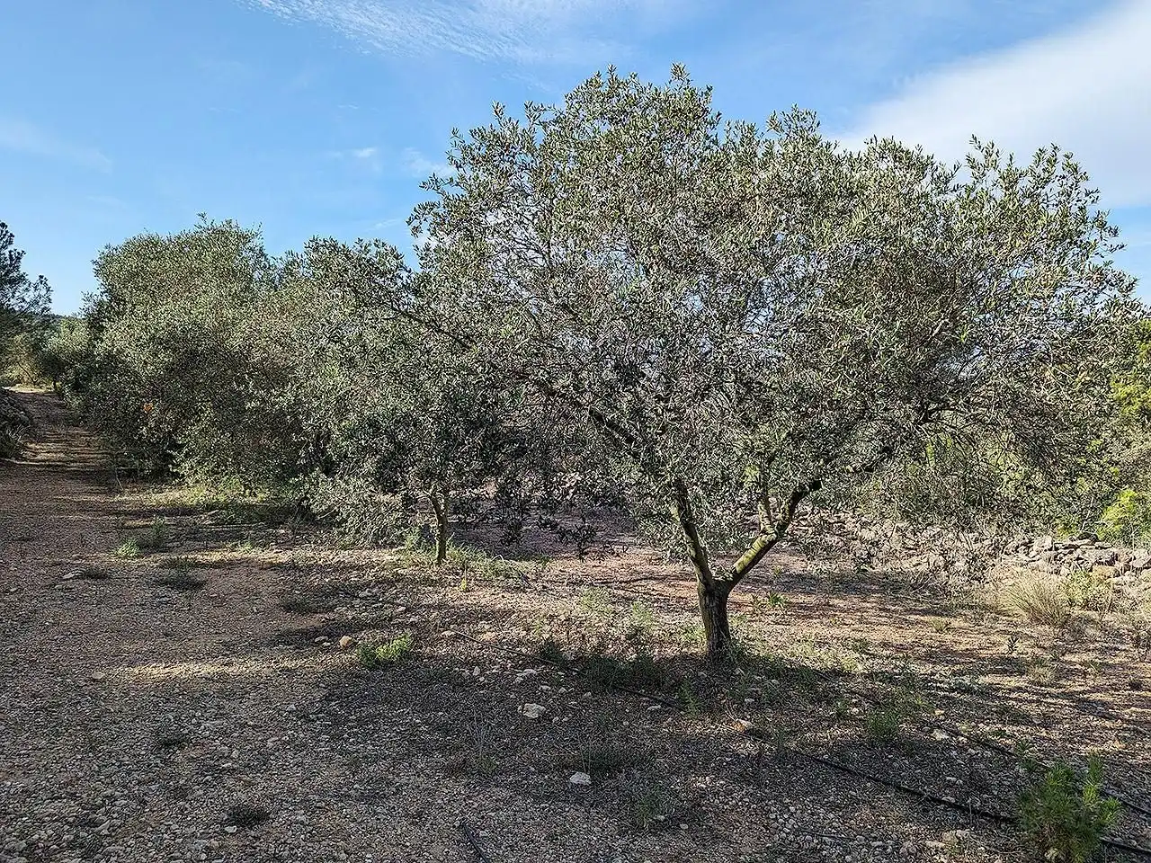 Casa rústica en venta en Ulldecona, imagen 30