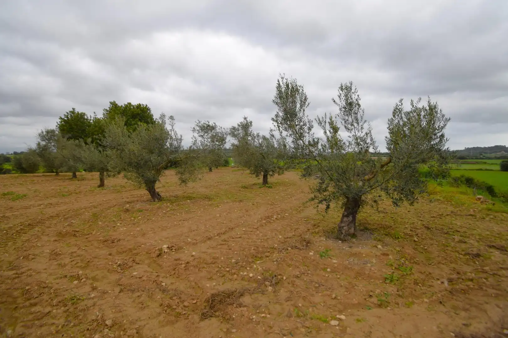 Rural land for sale in Muro, imagen 3