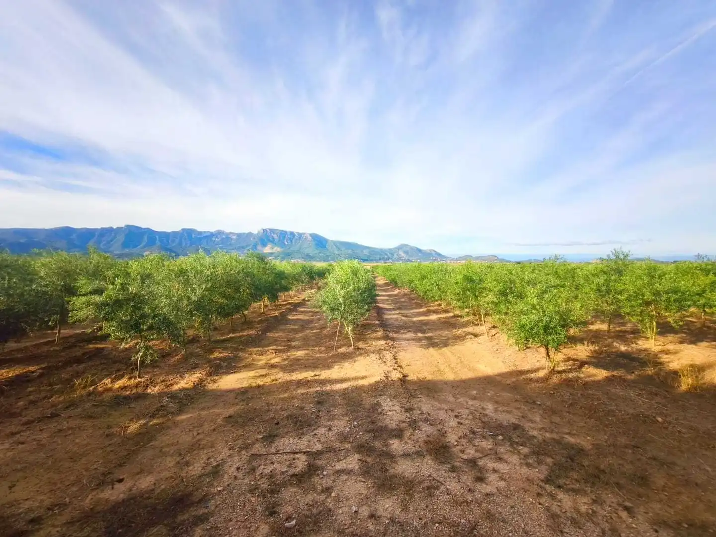 Lands and plots for sale in Fortaleny