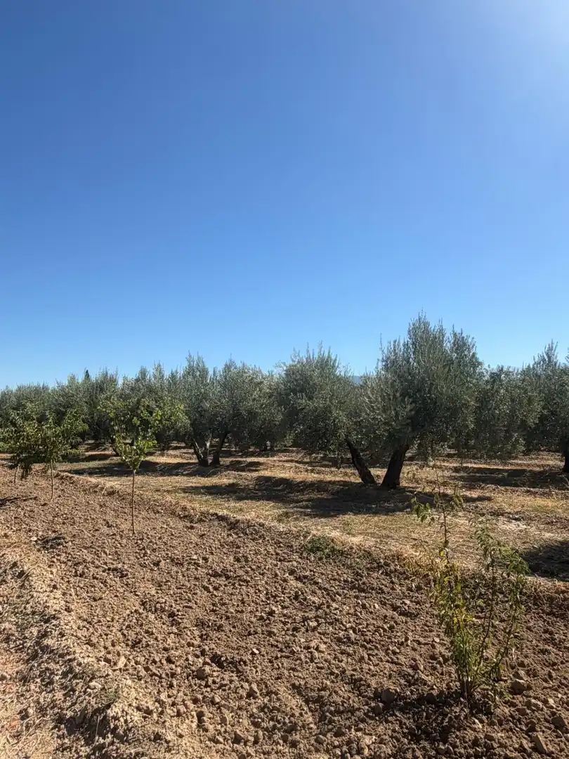 Rural land for sale in Villa de Otura, imagen 14