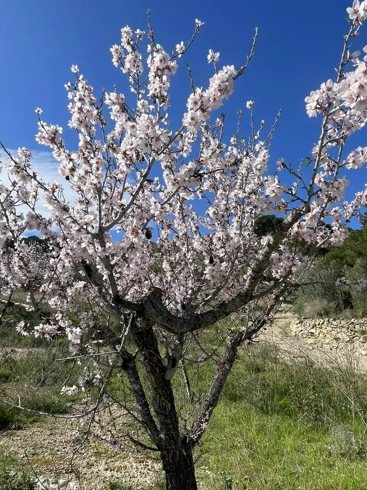 Vista exterior de Finca rústica en venta en L'Ametlla de Mar 