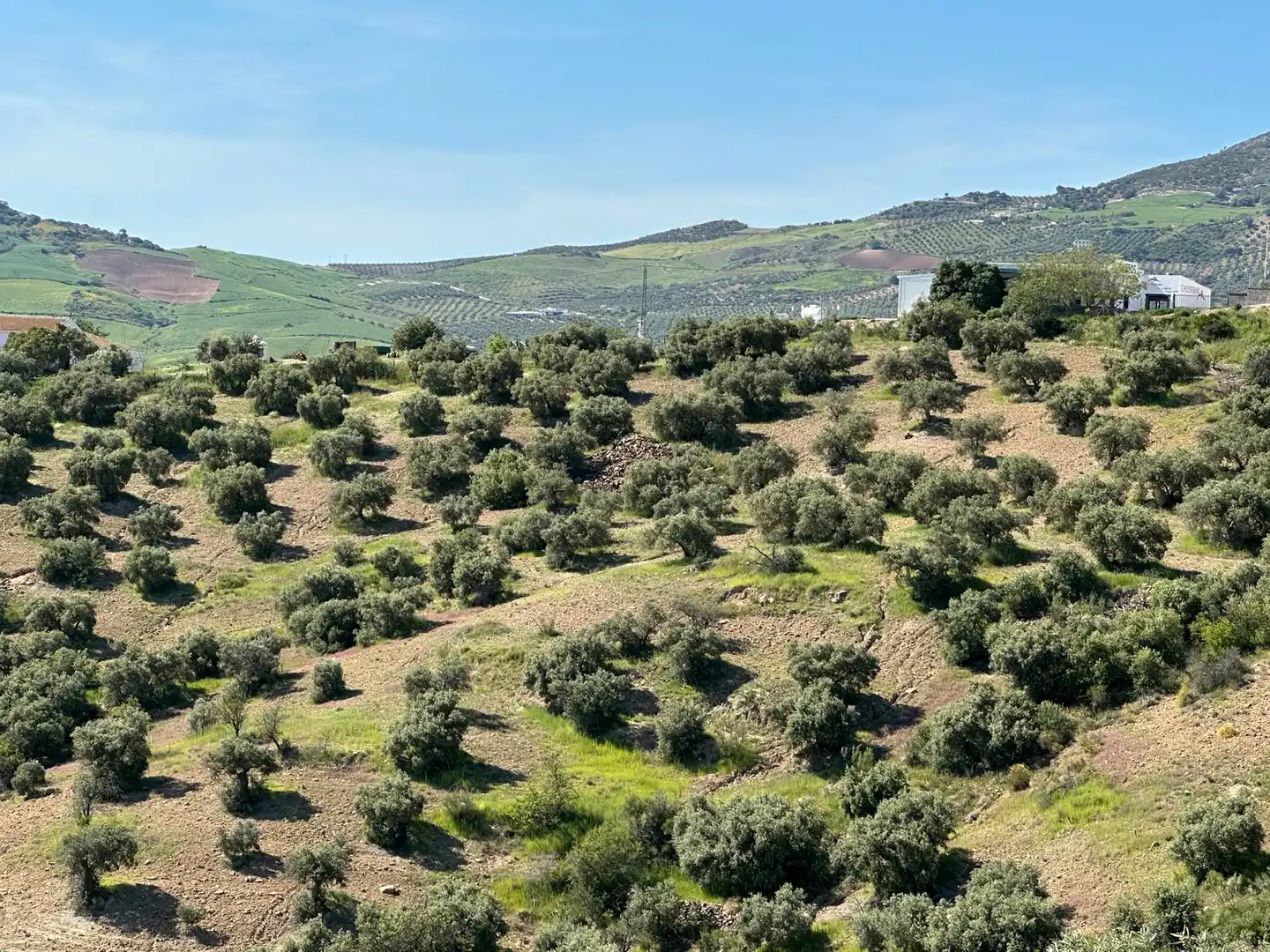 Terreni e lotti in vendita a Calle Torcal