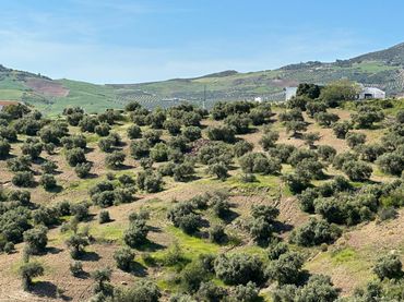 Terreno rustico in vendita a Calle Torcal