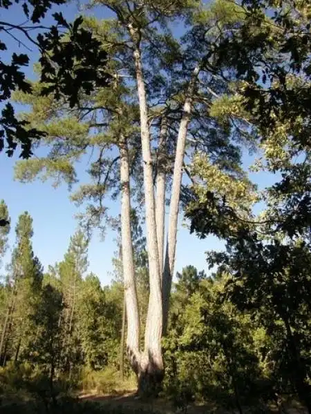 Garden of Land for sale in Cuenca