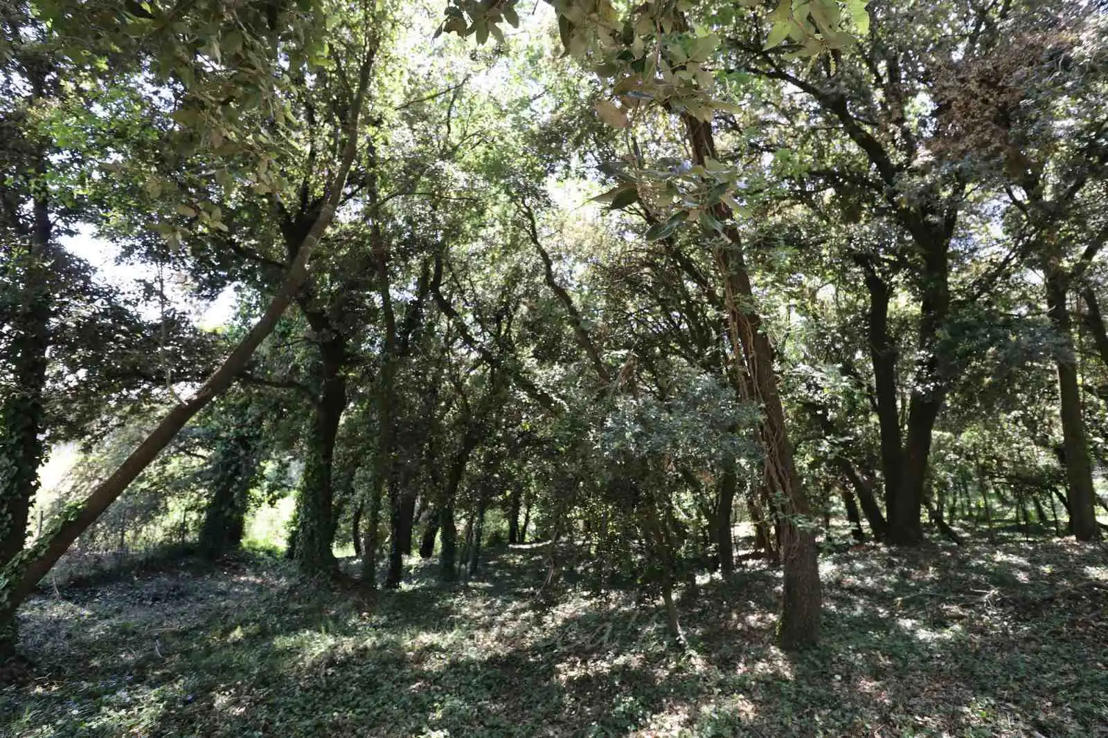 Residential land for sale in Carrer la Caseta 2, imagen 4