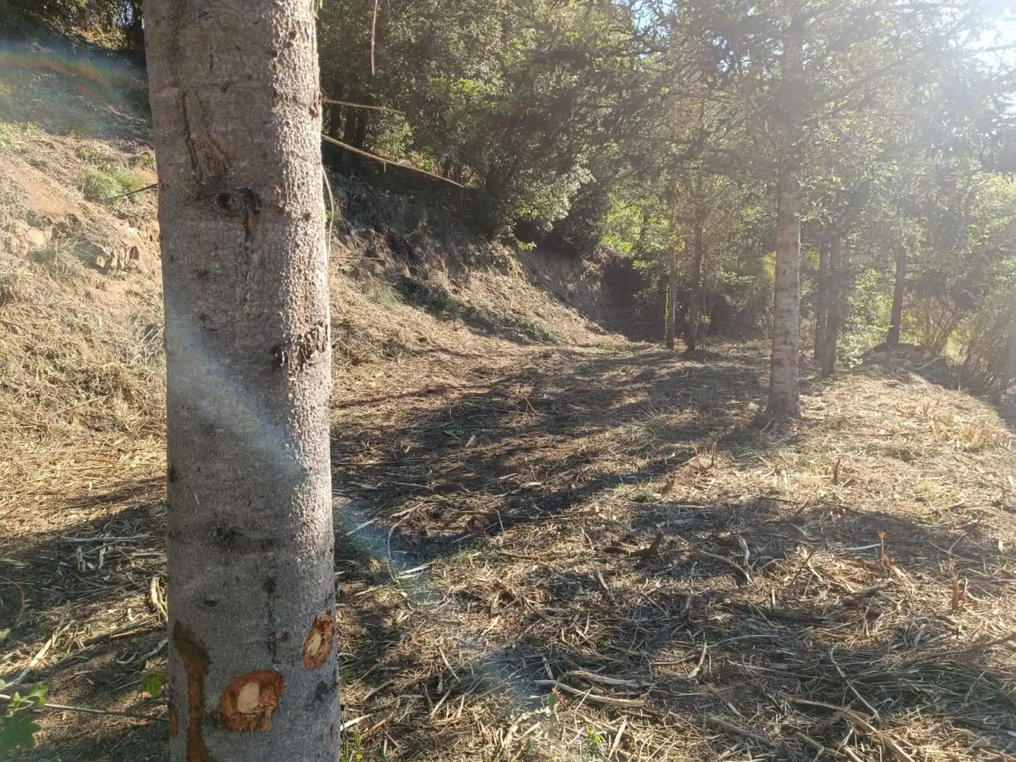 Wohnbaugrundstück zum Verkauf in Montseny 11, imagen 14