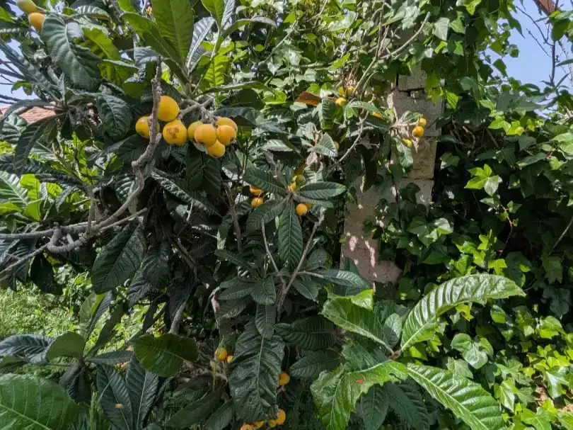 Jardí de Casa o xalet en venda en  Murcia Capital amb Aire condicionat, Terrassa i Balcó