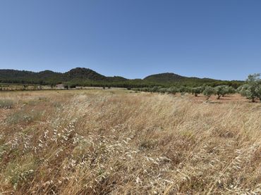 Terreno rustico in vendita a Padul 0