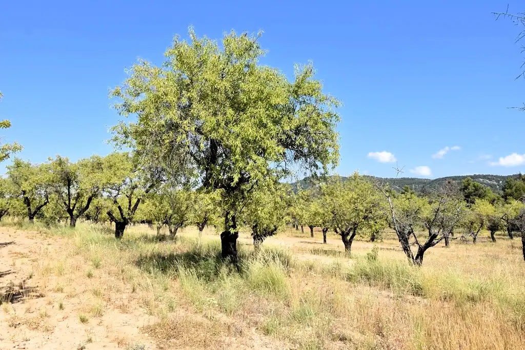 Industrial land for sale in Fuentespalda