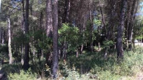 3 PARCELAS DE 1.002 M2 APROX. CADA UNA.
PARCELA ESQUINERA: 60.000€
LAS OTRAS DOS PARCELAS: 48.000€ CADA UNA.
A CONSULTAR PRECIO, immagine 3