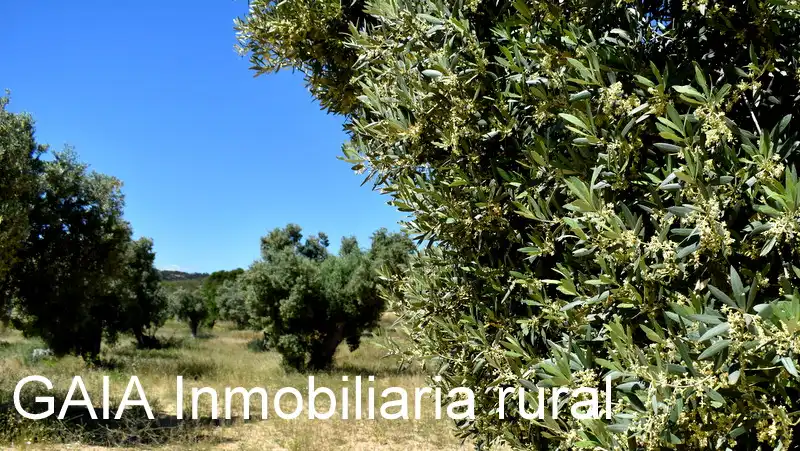 Finca rústica en venta en Maella