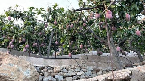 Foto 5 de Finca rústica en venda a El Horno, Mogán