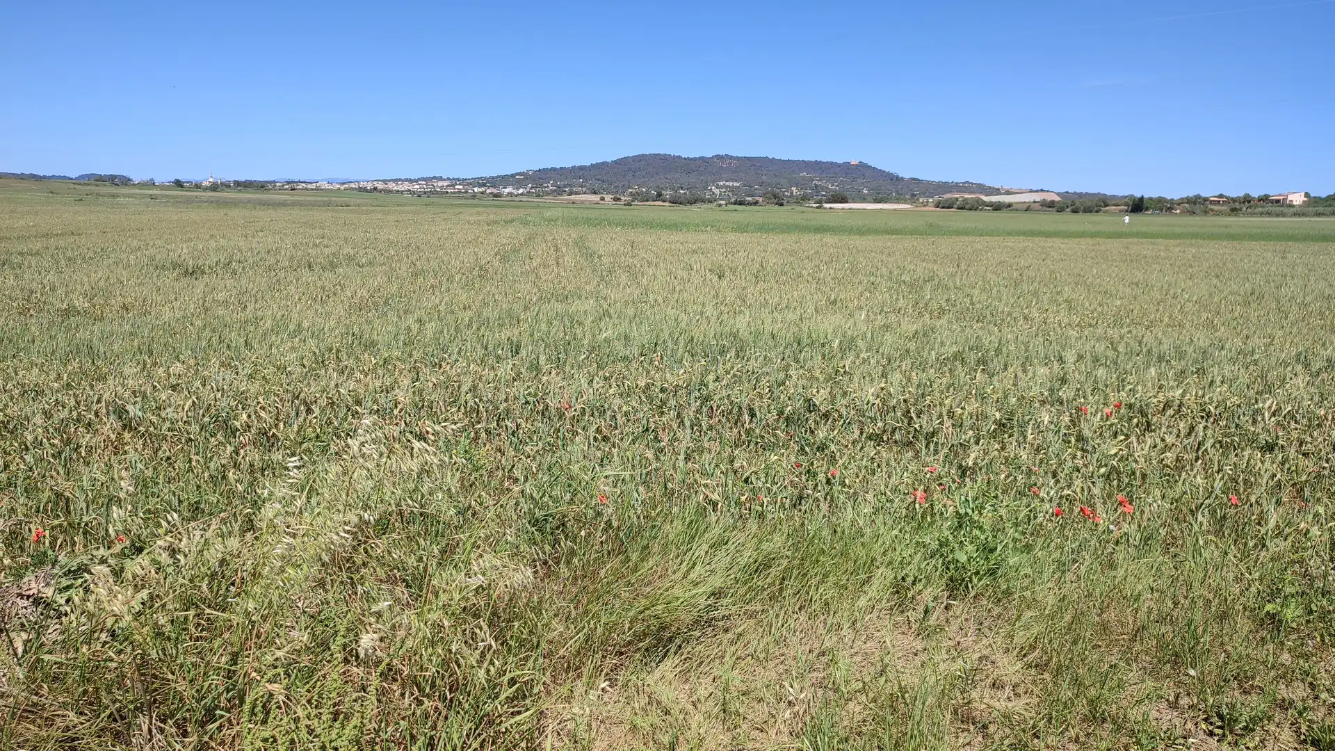 Terreno en venta en Vilafranca de Bonany