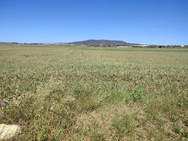 Terreno rustico in vendita a Vilafranca de Bonany