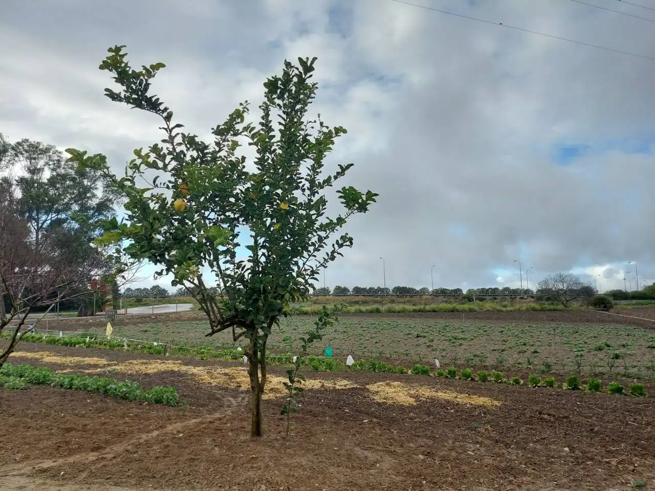 Terreno rústico en venta en Jerez norte - Montealto - Pozoalbero, imagen 2