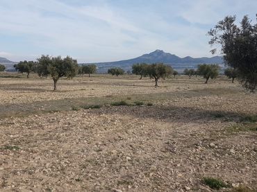 Casa rústica en venta en Salinas