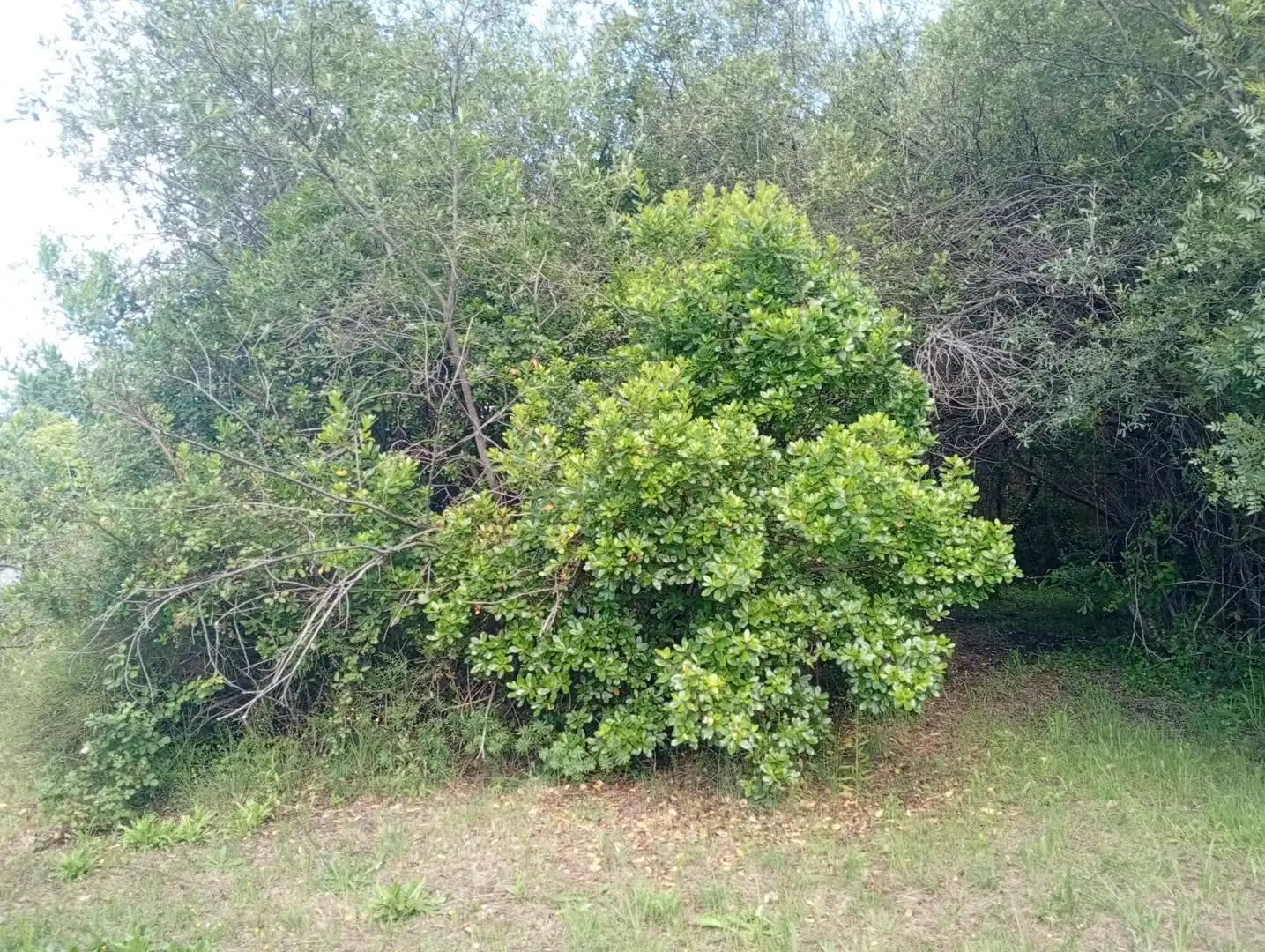 Terreni e lotti in vendita a Losar de la Vera, imagen 14
