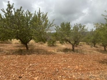 Terreno rustico in vendita a Ribera de Cabanes