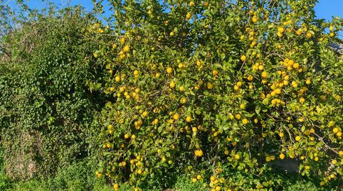 Foto 4 de Casa o chalet en venta en Polígono Industrial Barres, Castropol, Asturias