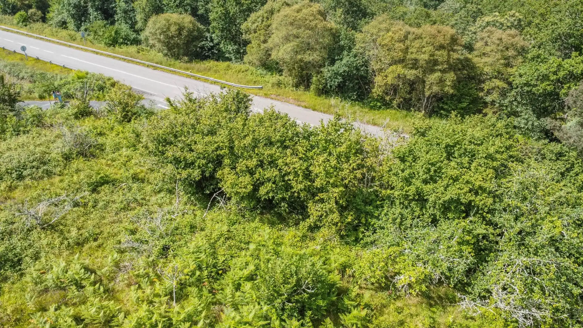 Rural land for sale in del pareo, imagen 39