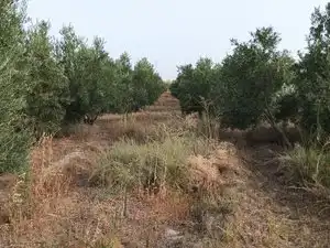 Terreno rustico in vendita a Calle General Q de Llano 34, imagen 5