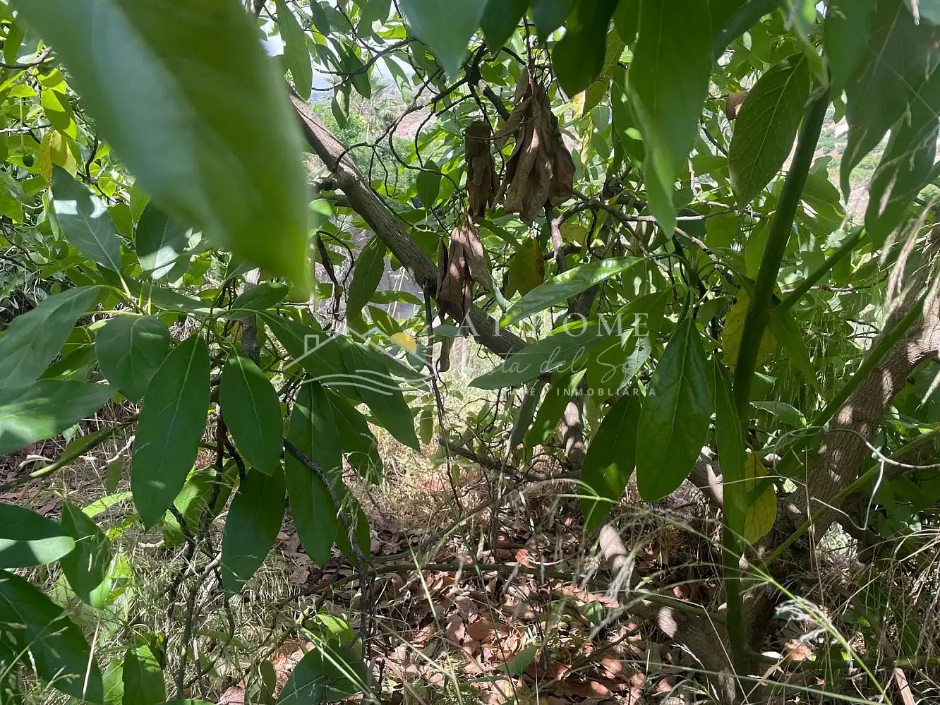 Terreni e lotti in vendita a Torrox Pueblo, imagen 23