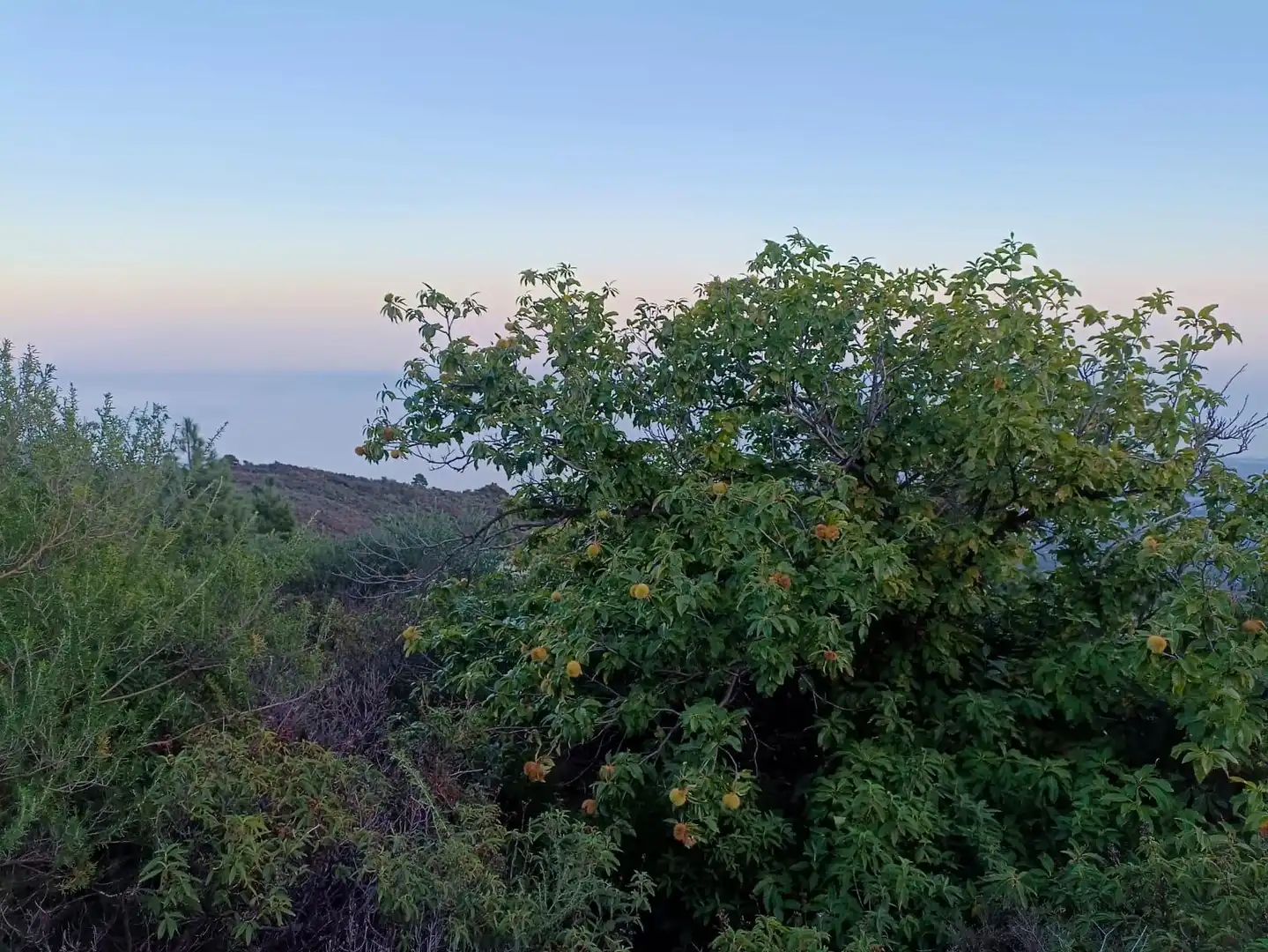 Rural land for sale in ARAFO, imagen 3