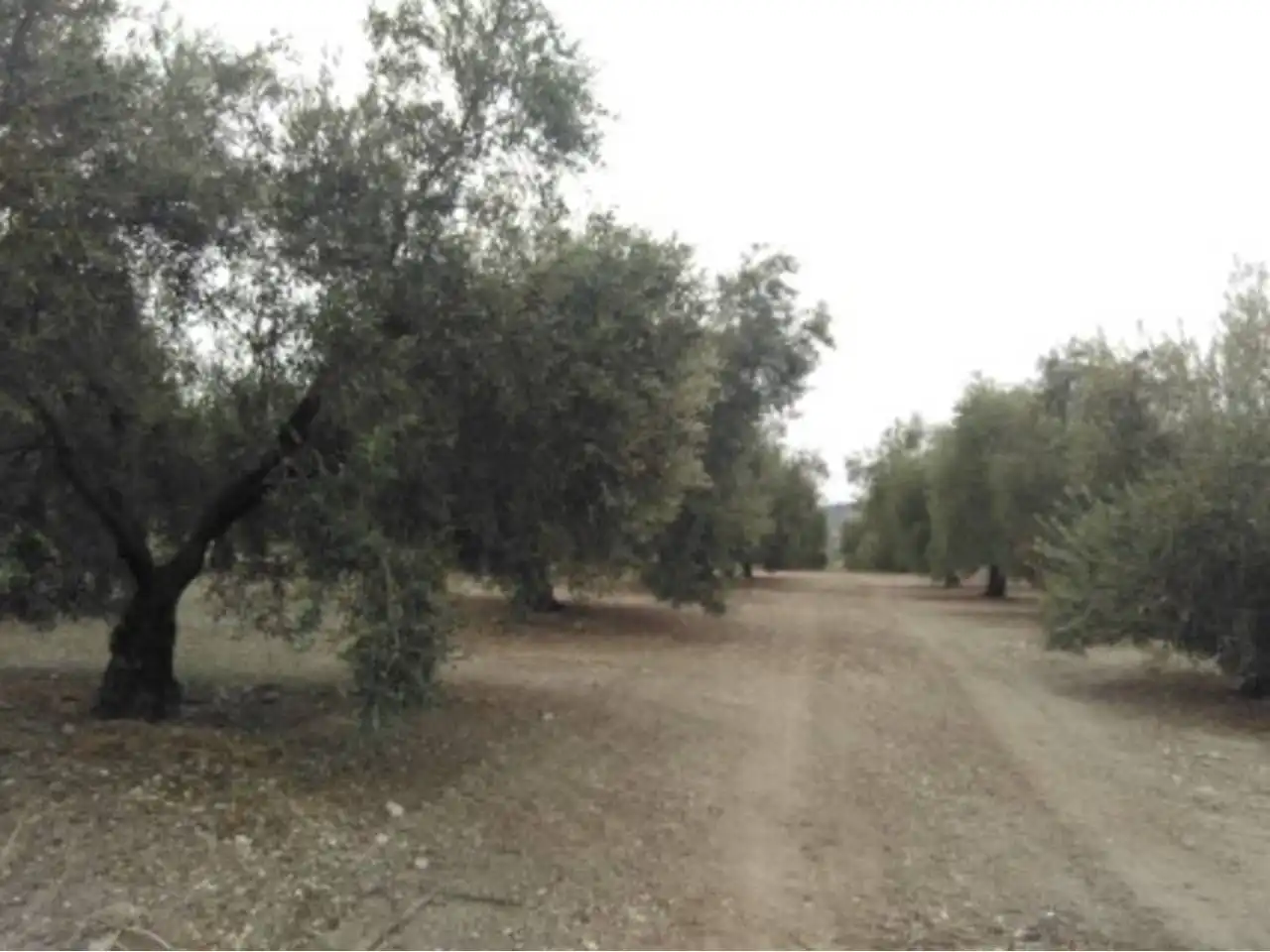 Rural land for sale in Calle TERMINO DE NUEVA CARTEYA, imagen 3