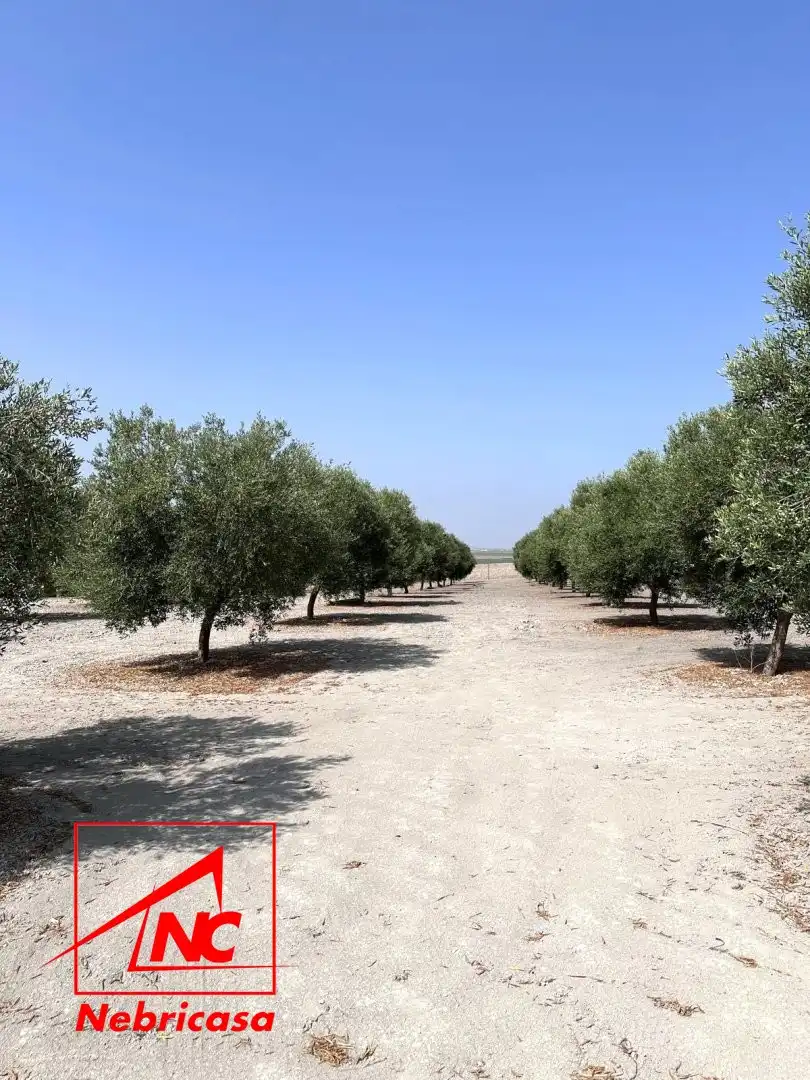 Finca rústica en venda en Lebrija amb Aire condicionat i Moblat