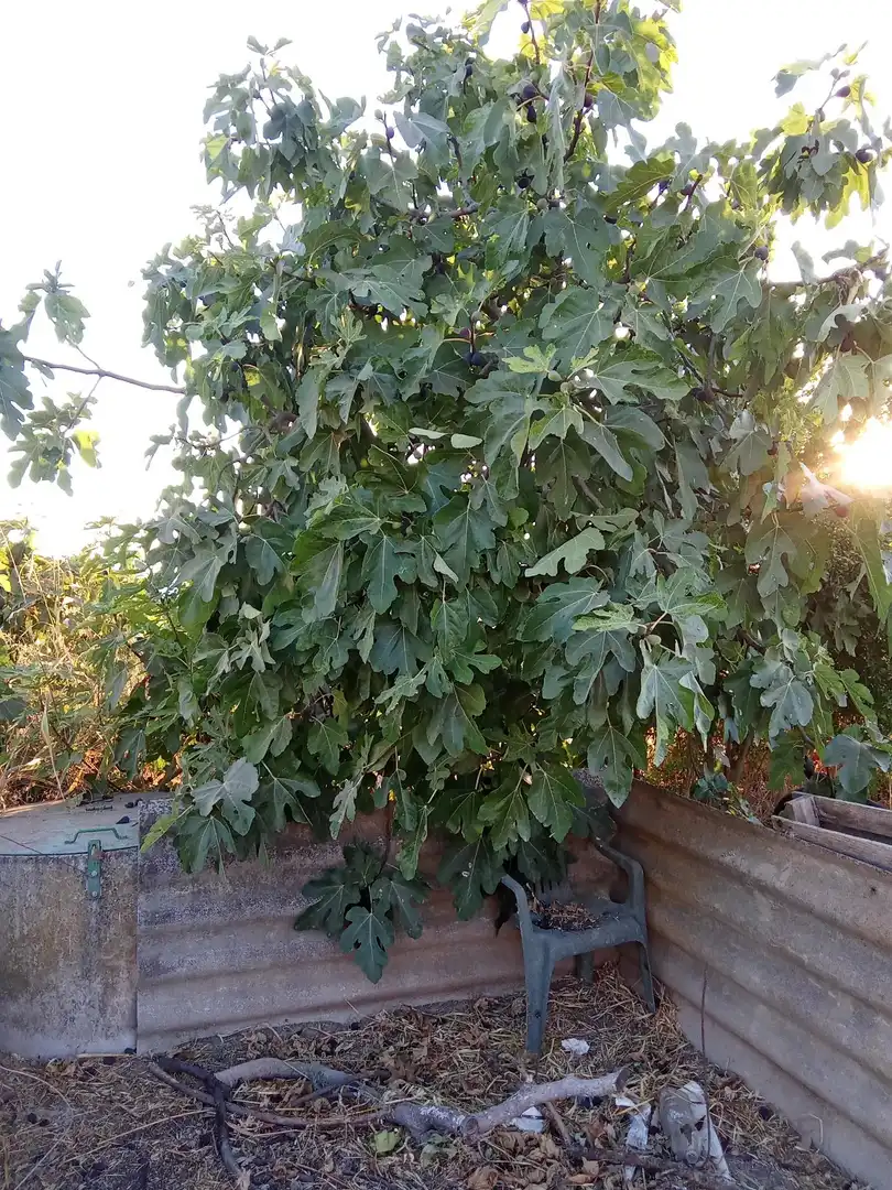 Garden of Land for sale in Almodóvar del Río