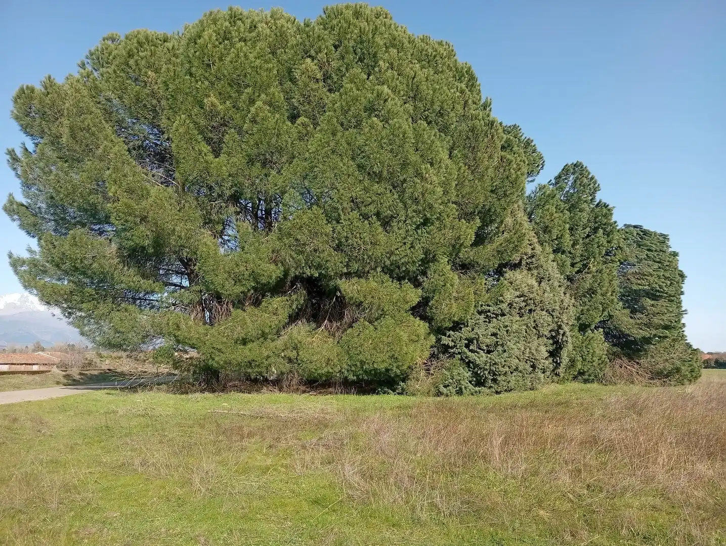 Terreni e lotti in vendita a Villanueva de la Vera, imagen 5