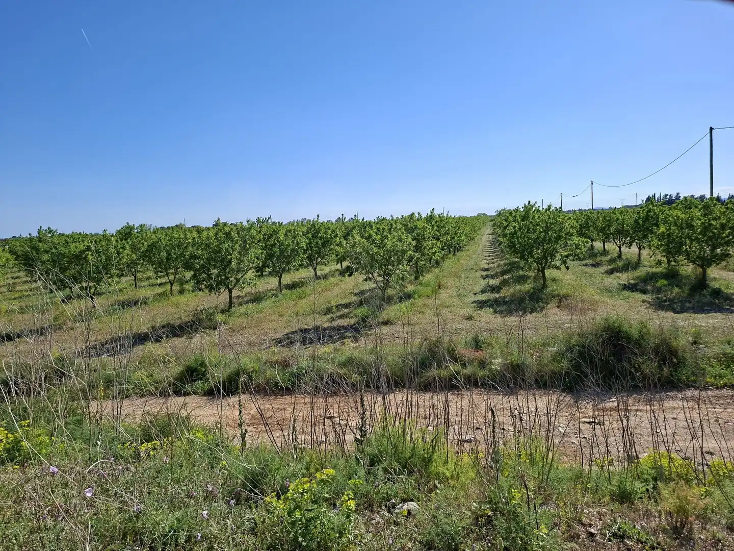 Terreny rústic en venda a Ulldecona, imagen 28
