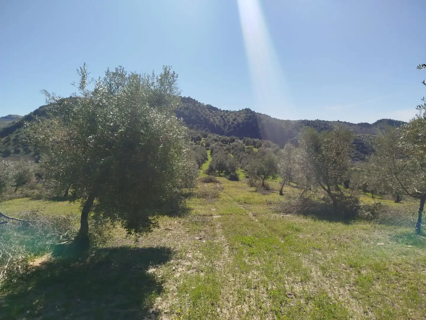 Terreno en venta en Olvera