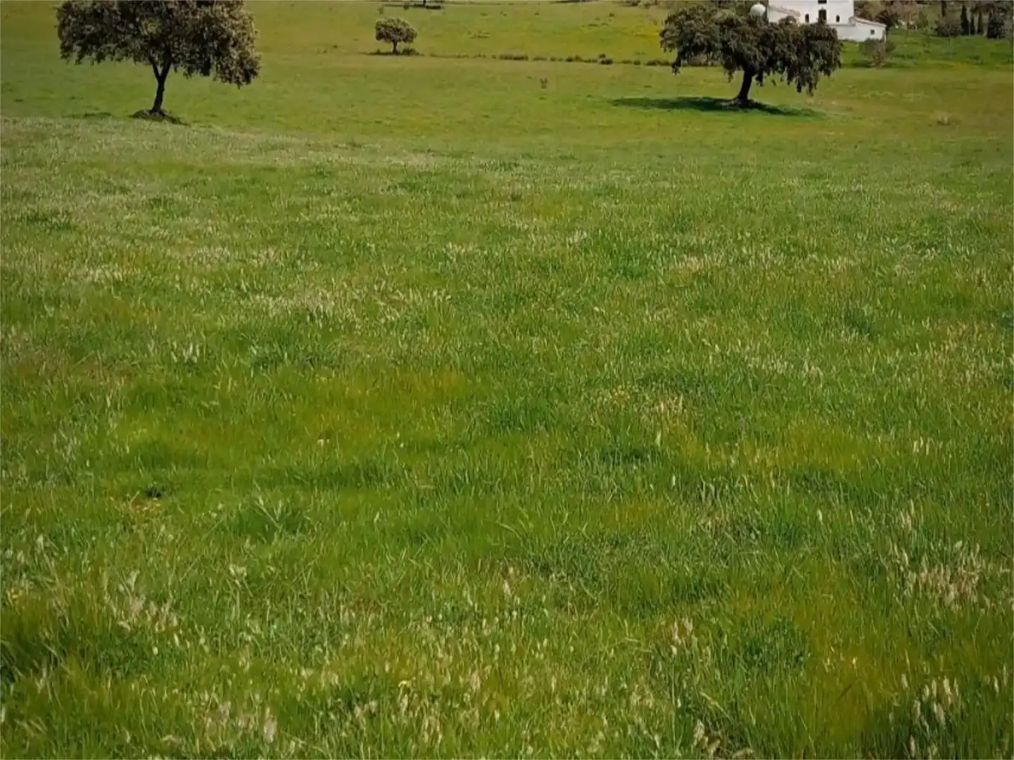 Finca rústica en venda en Azuaga