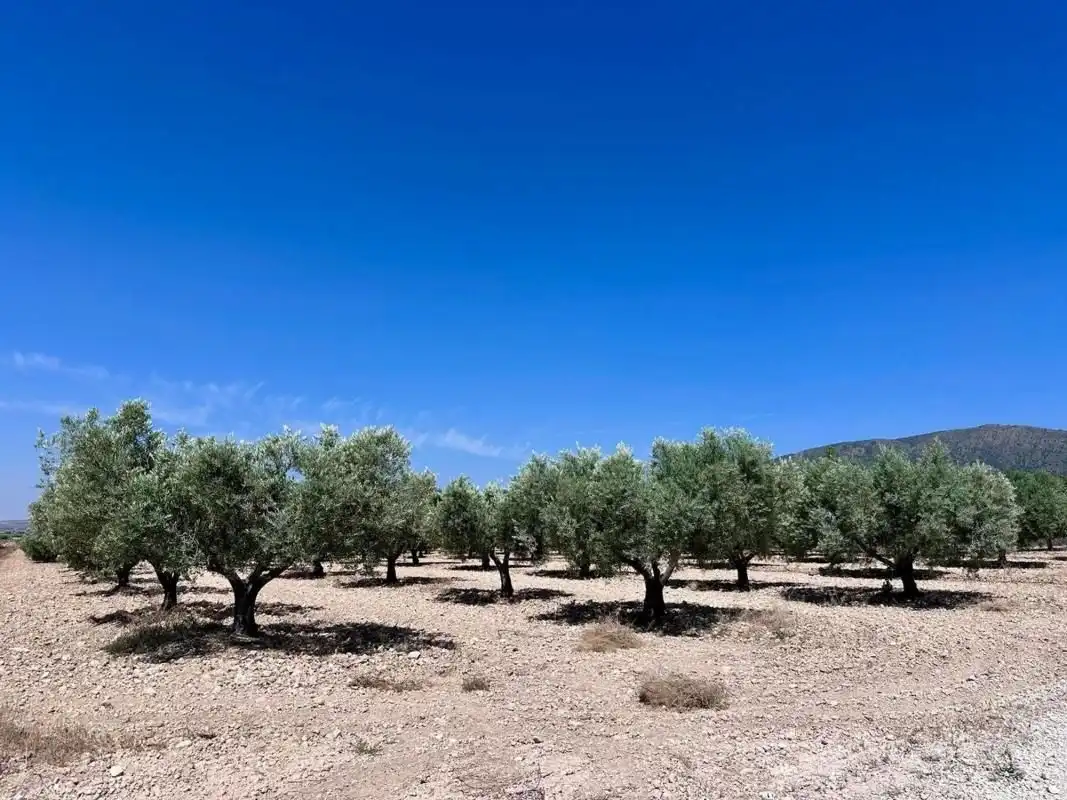Terrain résidentiel à vendre à Monóvar  / Monòver, imagen 6