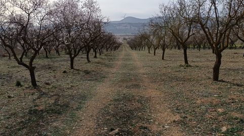 Finca de almendros en carretera de la cabra - Padul, immagine 3