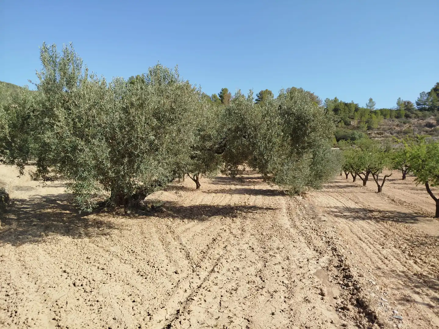 Rural land for sale in Horta de Sant Joan, imagen 9