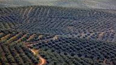 Exclusiva Finca Olivarera de Alto Rendimiento con Almazara, immagine 3