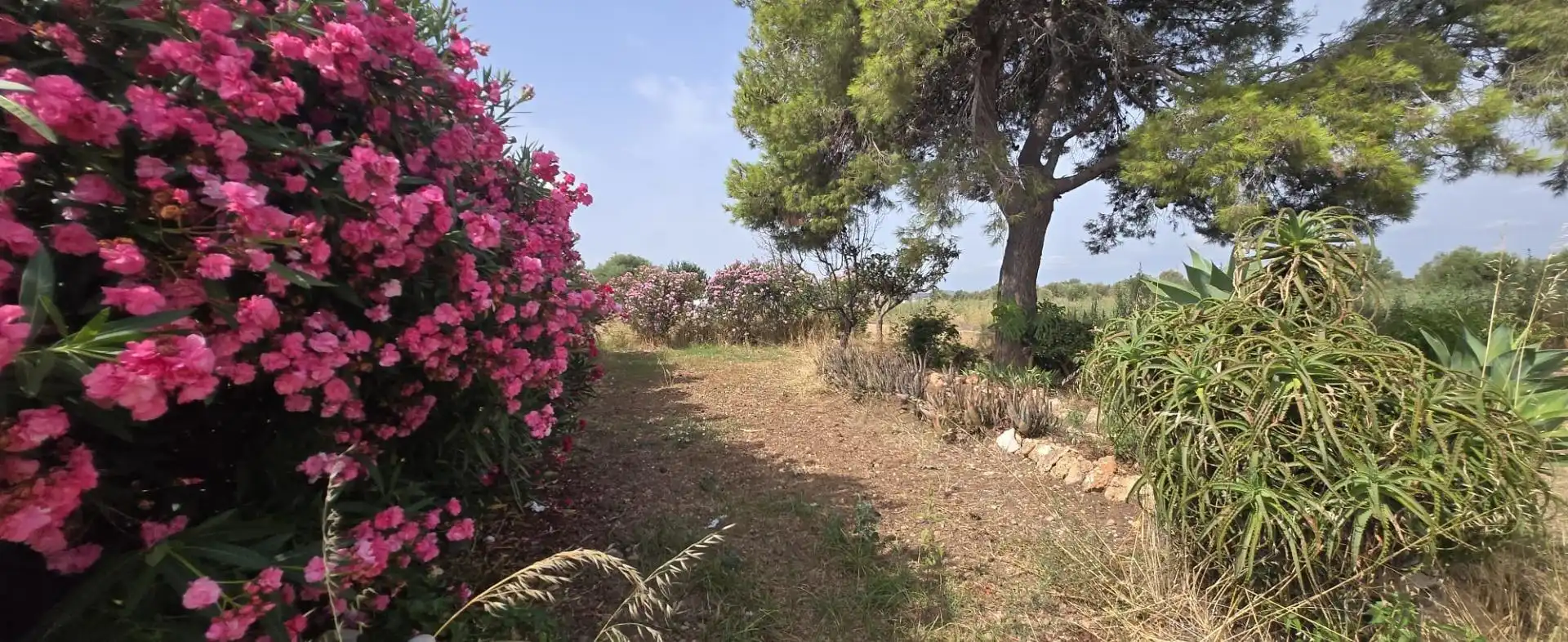 Finca rústica en venda en Vinaròs