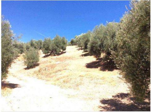 Terreno residencial en Venta en Beas de Segura