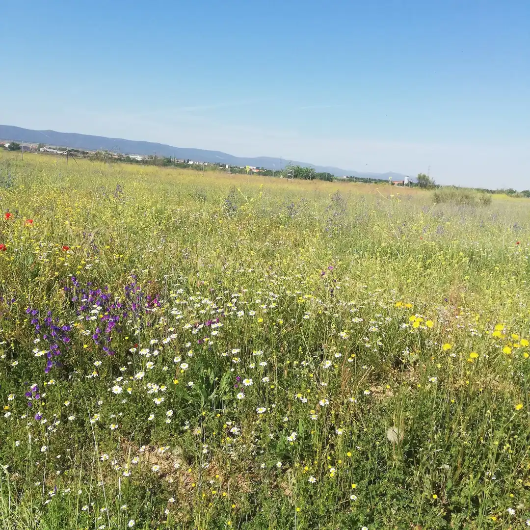 Terreni e lotti in vendita a Villaminaya
