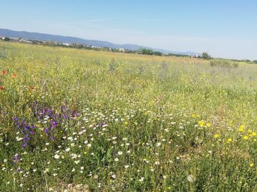 Terreno rustico in vendita a Villaminaya