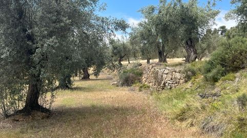 Finca de olivos en producción, immagine 5